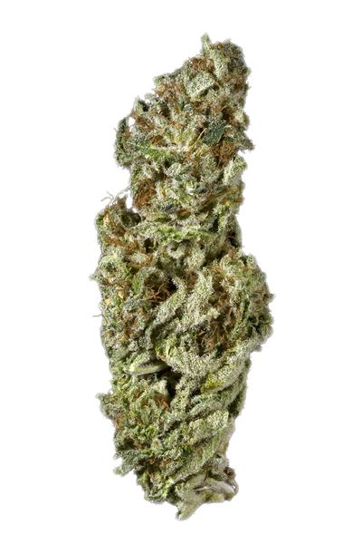 White Queen - Hybrid Cannabis Strain