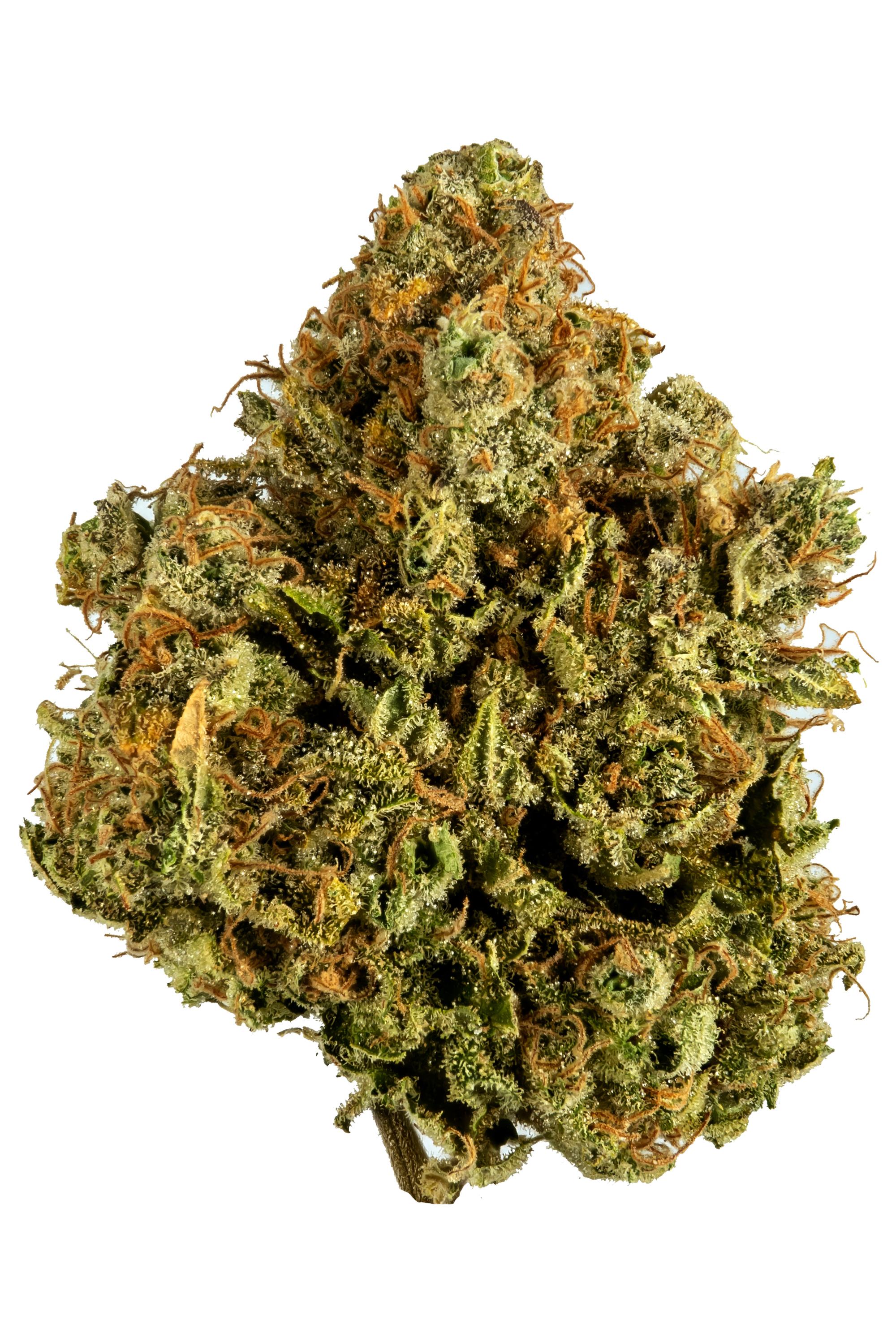 White Widow - Hybrid Cannabis Strain Review, CBD, THC : Hytiva
