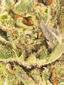 Wifi Sherbert Hybrid Cannabis Strain Thumbnail