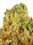 Wild Cherry Punch Hybrid Cannabis Strain Thumbnail