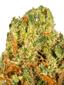 Wild Cherry Punch Hybrid Cannabis Strain Thumbnail