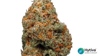 Willie Nelson - Sativa Cannabis Strain