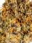 Wookie Hybrid Cannabis Strain Thumbnail