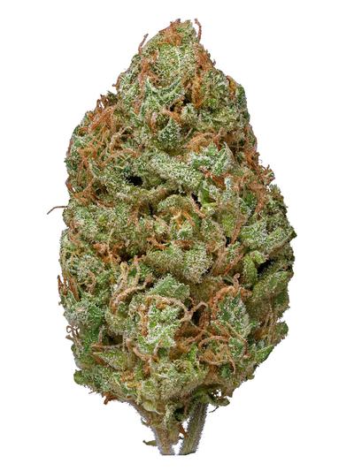 Yogi Diesel - Hybrid Cannabis Strain