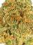 Z Crasher Hybrid Cannabis Strain Thumbnail