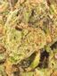 Z3 Hybrid Cannabis Strain Thumbnail