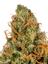 Zelly's Gift Hybrid Cannabis Strain Thumbnail