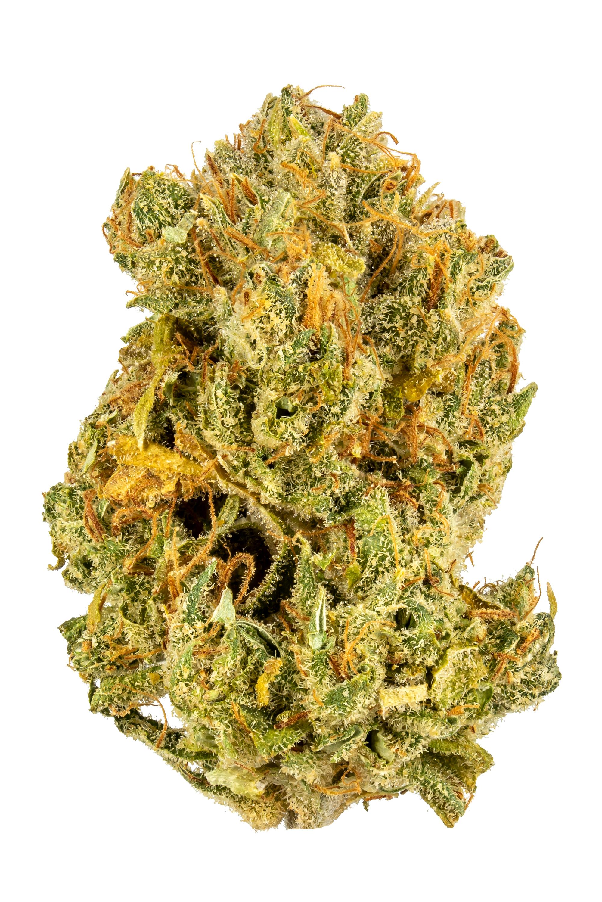 Zest - Hybrid Cannabis Strain