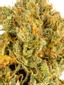 Zest Hybrid Cannabis Strain Thumbnail