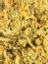 Zkittlez x Kush Mints Hybrid Cannabis Strain Thumbnail