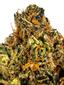 Zombie Kush Hybrid Cannabis Strain Thumbnail