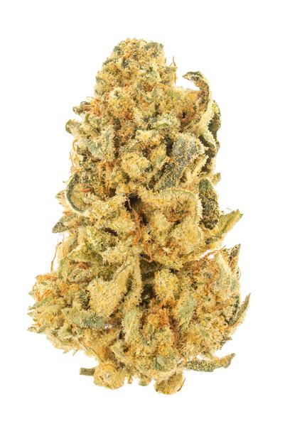 Zummy Bearz #1 - Hybrid Cannabis Strain